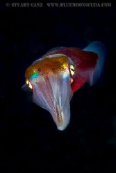 Hawaiian Squid by Stuart Ganz 